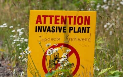 Japanese Knotweed when buying and selling a house