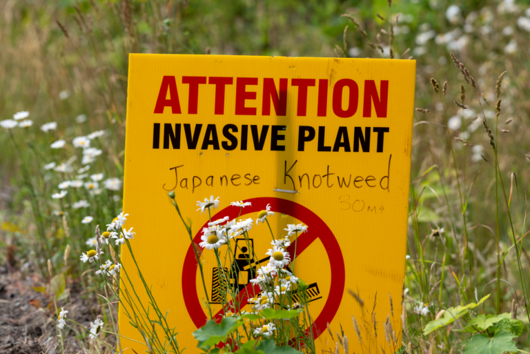 Japanese Knotweed when buying and selling a house - Wollens Solicitors Devon