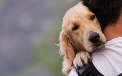 Providing for a pet in your will