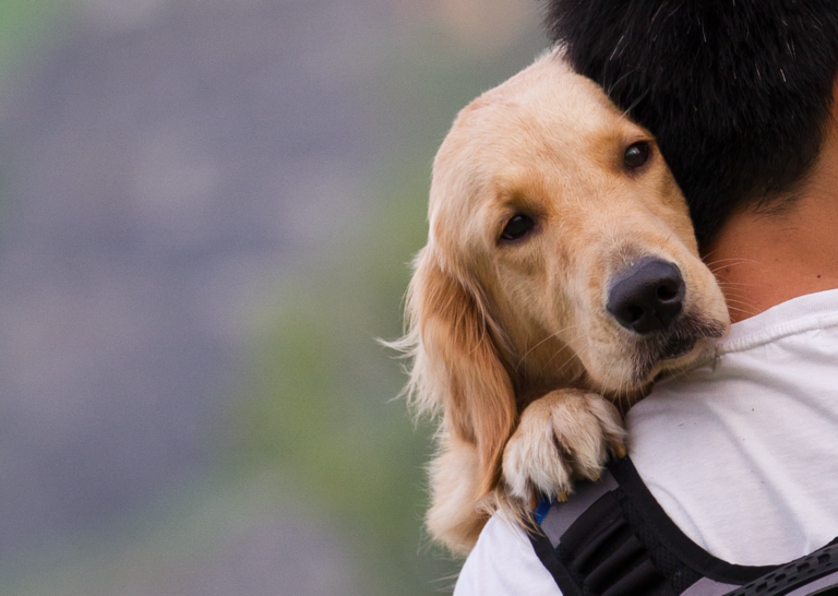 That’s my doggie – the pet-nups protecting fur-ever friends - Wollens Solicitors Devon