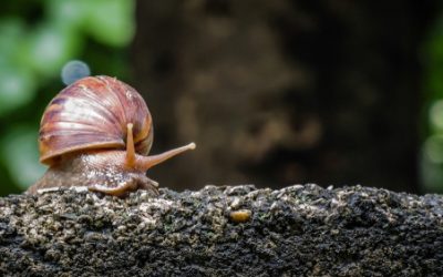 Snail farm scam landlord forced back into their shell